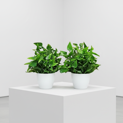 Premium Artificial Green Bonsai Plants with White Plastic Pot (Set of 2)